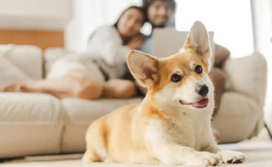 Indoor Air Quality in Colorado matters, even for small animals.